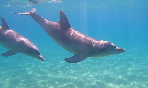 Swim with Wild Dolphins in Bunbury, 3 Hours 