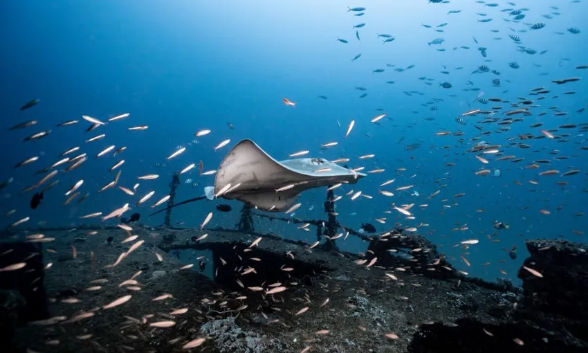Scuba Diving at Flinders Reef with Lunch - Full Day 