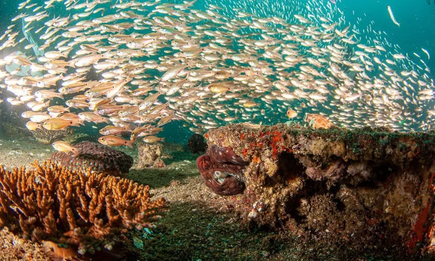 Scuba Diving at Flinders Reef with Lunch - Full Day 