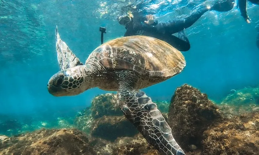 Scuba Diving at Flinders Reef with Lunch - Full Day 