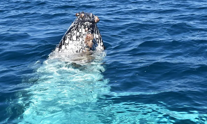 Busselton Whale Watching Cruise, 2 Hours 