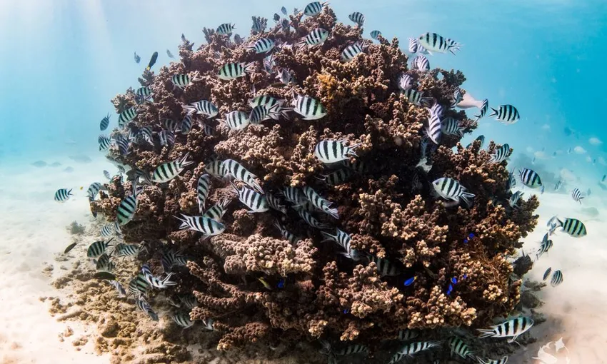 Whale Shark Swim Full Day, with Lunch - Exmouth