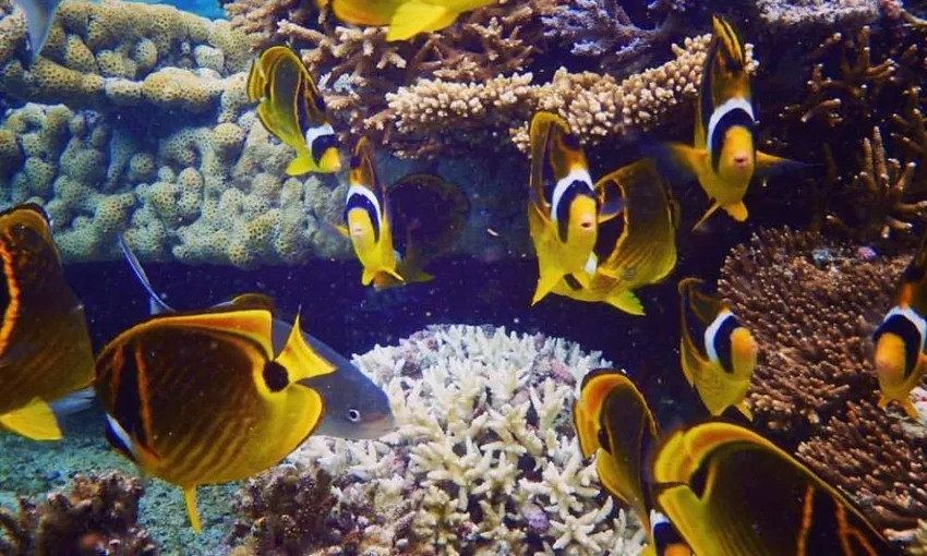 Whale Shark Swim Full Day, with Lunch - Exmouth