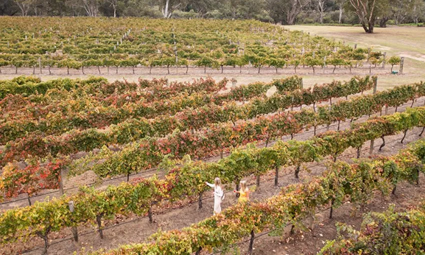 Winery Tours and Tasting with 2-course lunch - Swan Valley