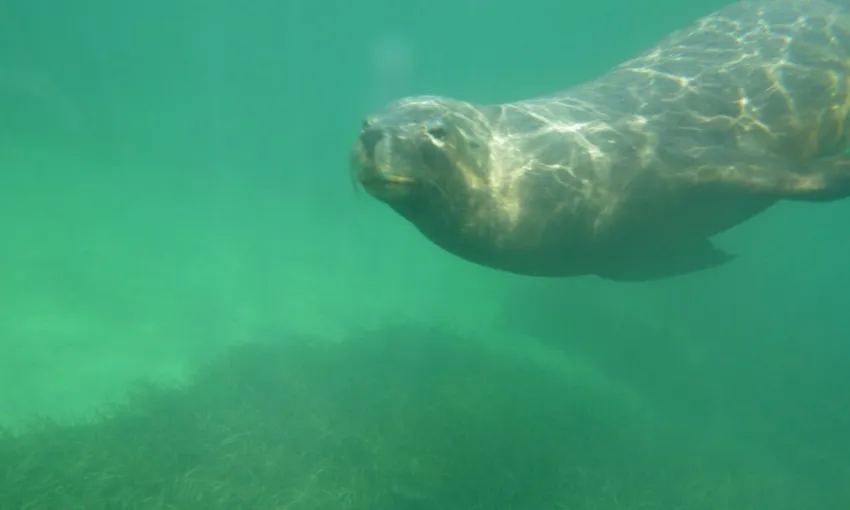 Kayaking Day Trip to Shoalwater Islands with Lunch