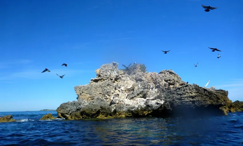 Kayaking Day Trip to Shoalwater Islands with Lunch