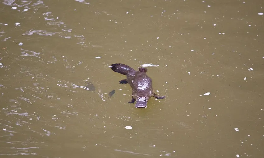 Finch Hatton Gorge Hike & Swim, 5 Hours - Mackay