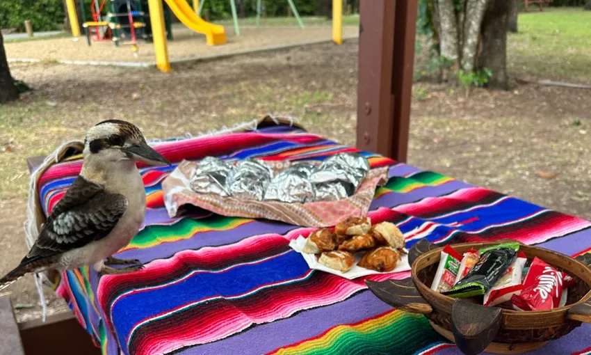 Cape Hillsborough Beach Sunrise with Wallabies & Kangaroos, 4 Hours - Mackay