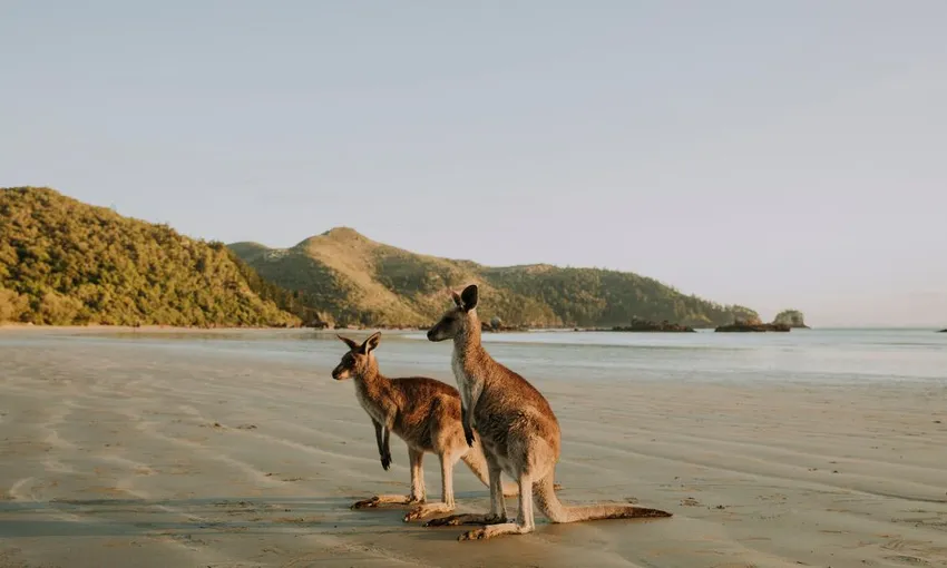 Cape Hillsborough Beach Sunrise with Wallabies & Kangaroos, 4 Hours - Mackay