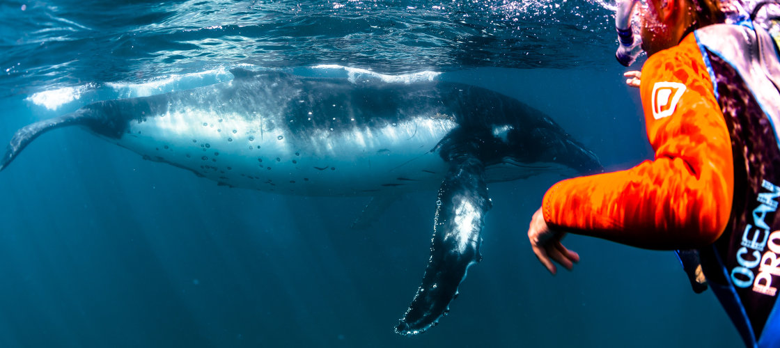 Ningaloo Powerboat Cruise and Swim with Humpback Whales