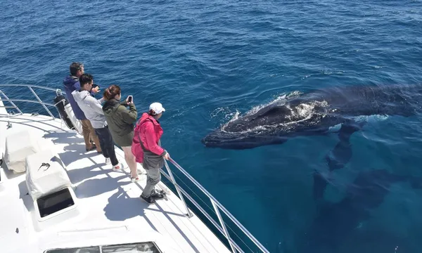Augusta Whale Watching Tour, 2 Hours