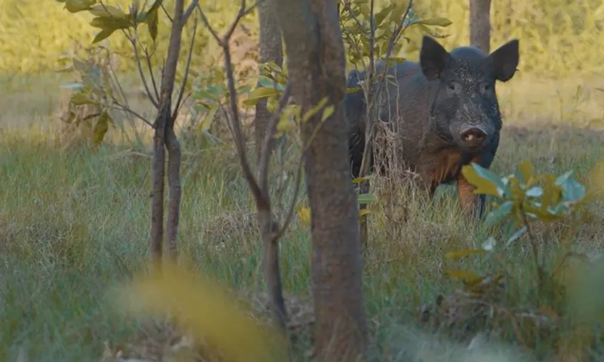 Australian Outback Day Tour and Survival Training with Andrew Ucles