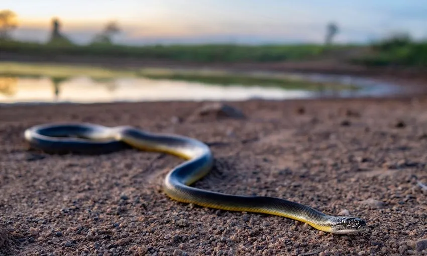 Australian Outback Day Tour and Survival Training with Andrew Ucles