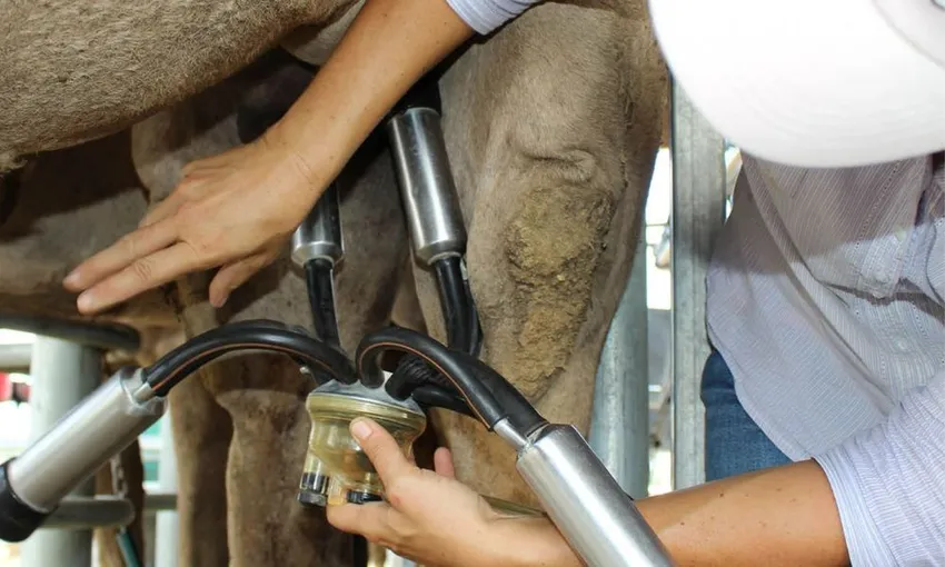 Harrisville Camel Farm Tour with Tasting - 1 Hour 