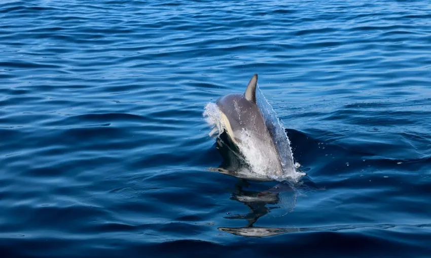 Newcastle Hunter Coastline Adventure Tour - 2.5 Hours 