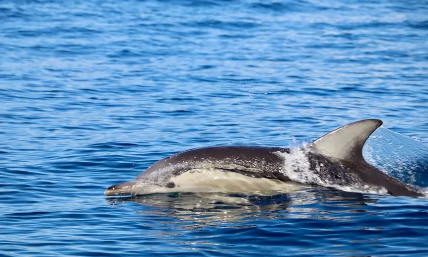 Newcastle Hunter Coastline Adventure Tour - 2.5 Hours 