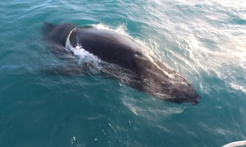 Sunset Whale Watching Cruise, 3 Hours