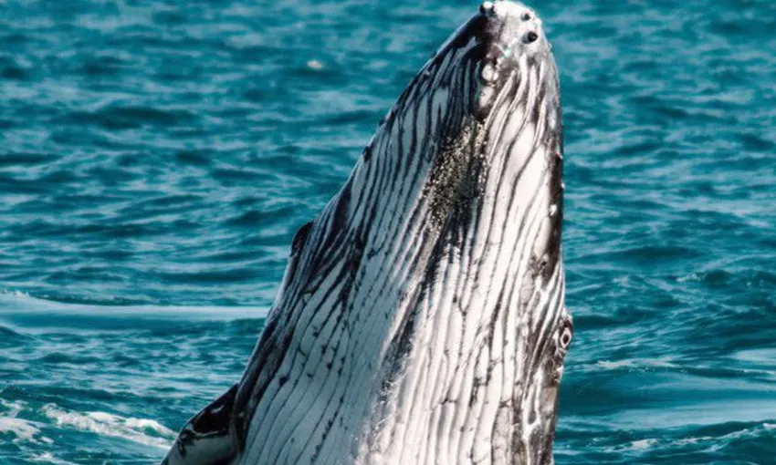 Sunset Whale Watching Cruise, 3 Hours