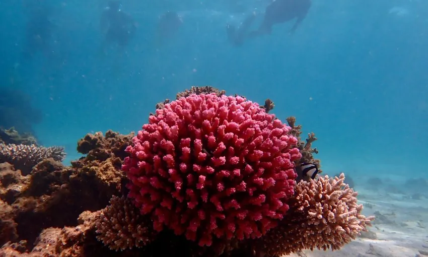 Ningaloo Reef Full Day Snorkel Adventure from Exmouth