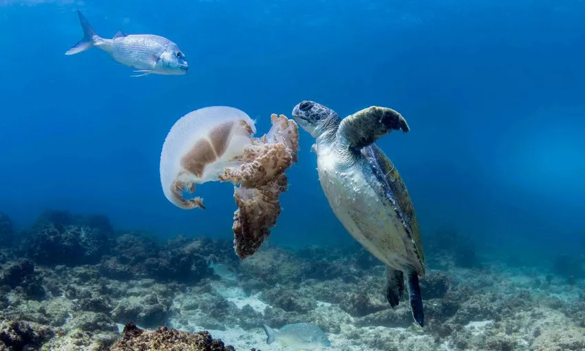 Gold Coast Snorkel with Turtles