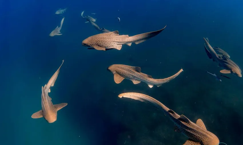 Byron Bay Snorkel Julian Rocks