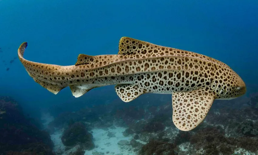 Byron Bay Snorkel Julian Rocks