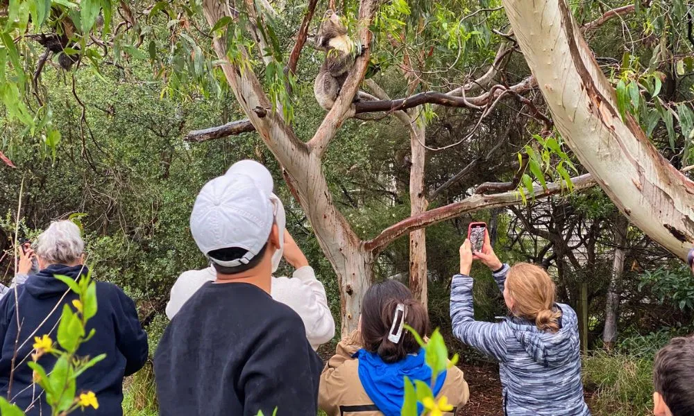 Great Ocean Road Day Tour with Melbourne Transfers | Experience Oz-3