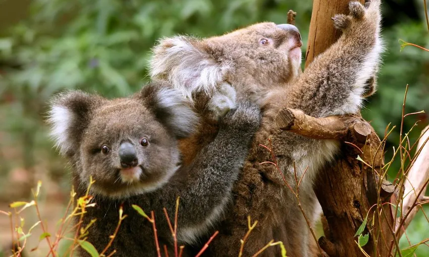 Great Ocean Road Day Tour with Melbourne Transfers | Experience Oz