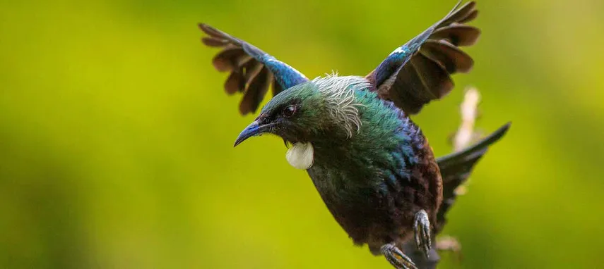 Wellington Zealandia 2-Hour Guided Tour - Book Now | Experience Oz + NZ