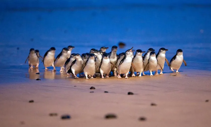Phillip Island Penguins Tour - Book Now | Experience Oz