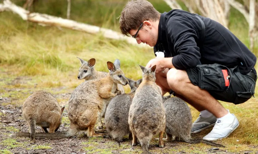 Phillip Island Penguins Tour - Book Now | Experience Oz