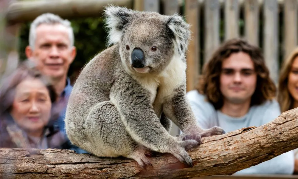 Phillip Island Penguins Tour - Book Now | Experience Oz-5