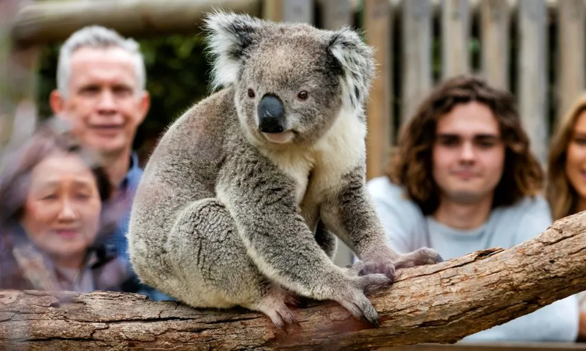 Phillip Island Penguins Tour - Book Now | Experience Oz