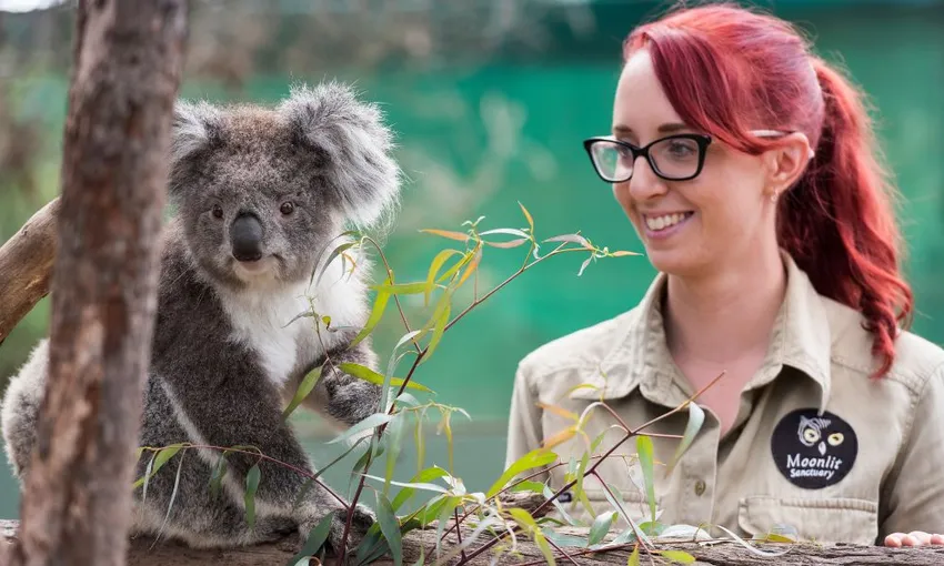 Phillip Island Penguins Tour - Book Now | Experience Oz