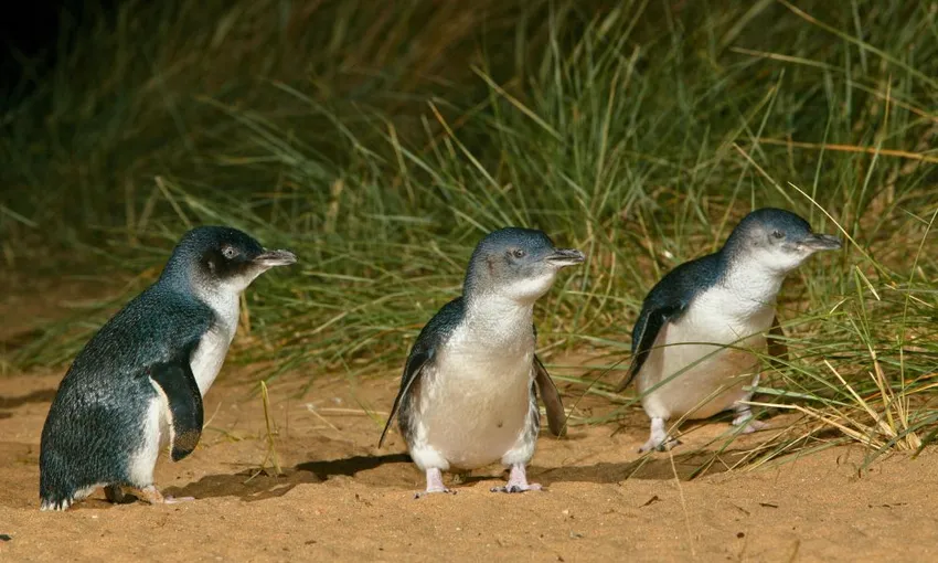 Phillip Island Penguins Tour - Book Now | Experience Oz