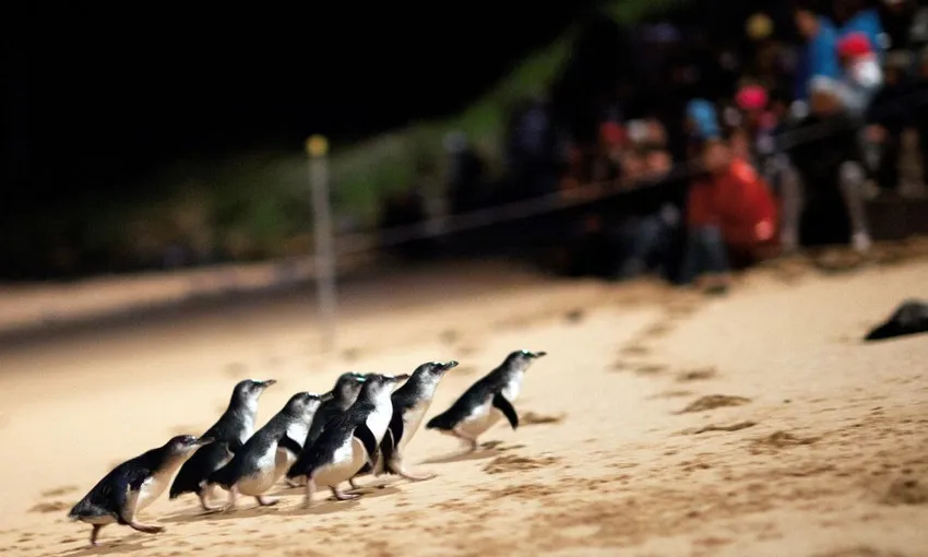 Phillip Island Penguins Tour - Book Now | Experience Oz