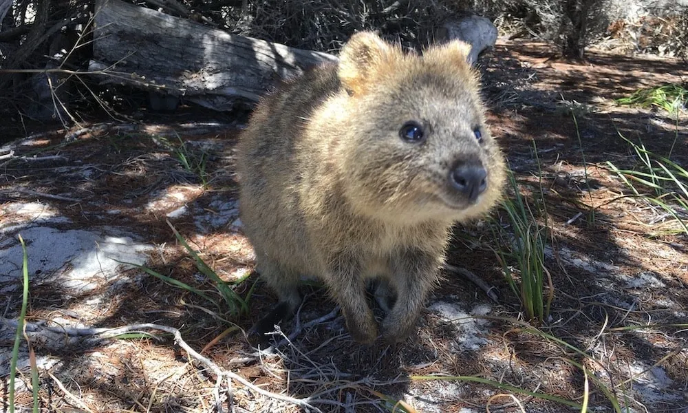 Rottnest Island Segway Tour - 90 Minutes | Experience Oz + NZ-6