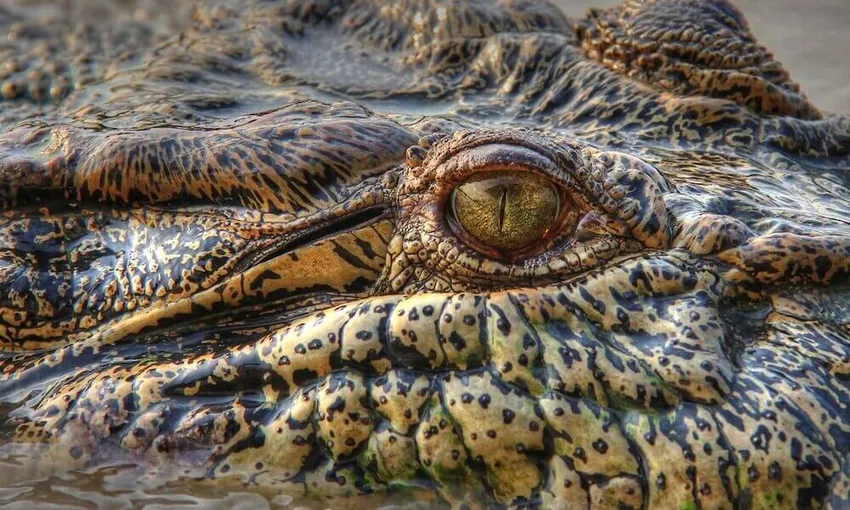 2-Day Kakadu & East Alligator River Tour from Darwin | Experience Oz