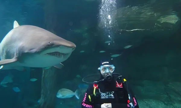 Dive With Sharks - Sunshine Coast SEA LIFE Aquarium