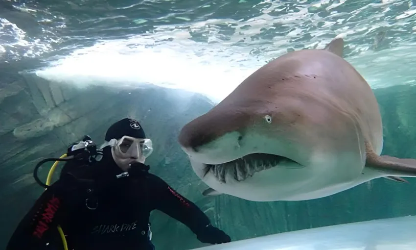 Dive With Sharks - Sunshine Coast SEA LIFE Aquarium