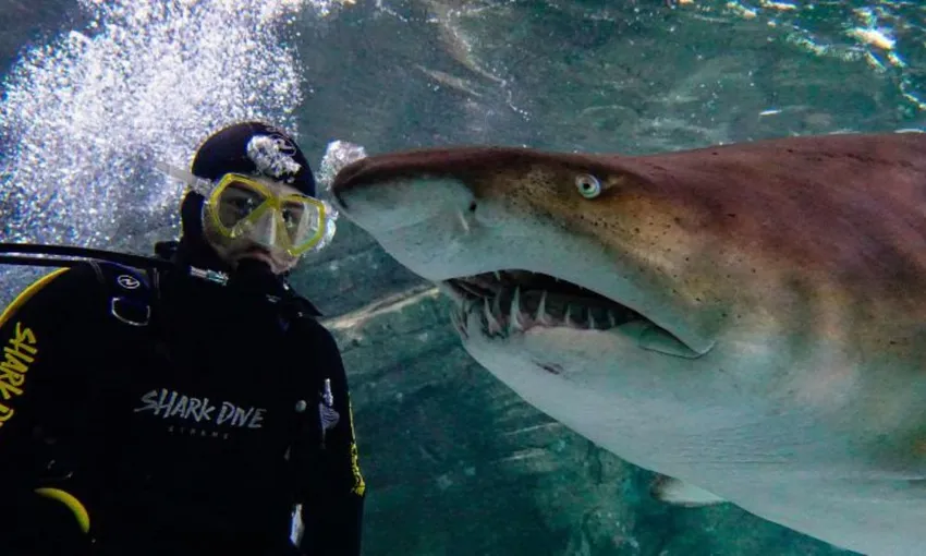 Dive With Sharks - Sunshine Coast SEA LIFE Aquarium