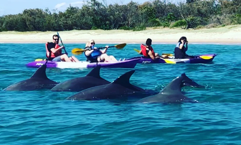 Gold Coast Morning Dolphin Kayaking and Snorkeling Tour | Experience Oz-1