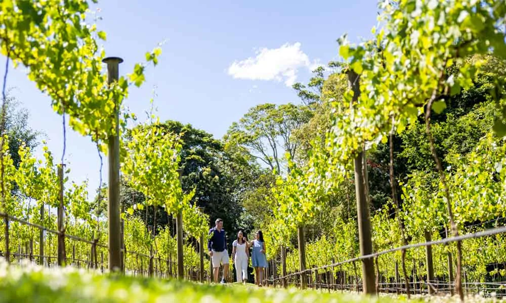 Gold Coast Full Day Winery Tour - Book Now | Experience Oz-5