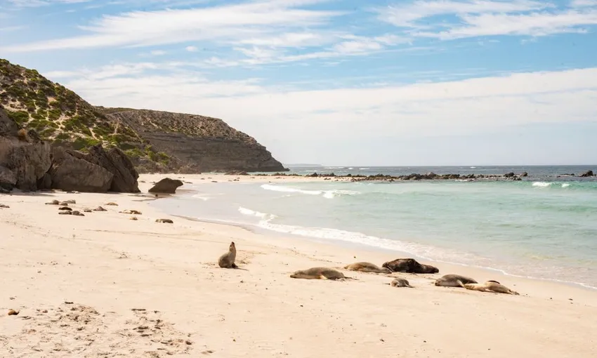 Kangaroo Island Full Day Tour with Lunch | Experience Oz