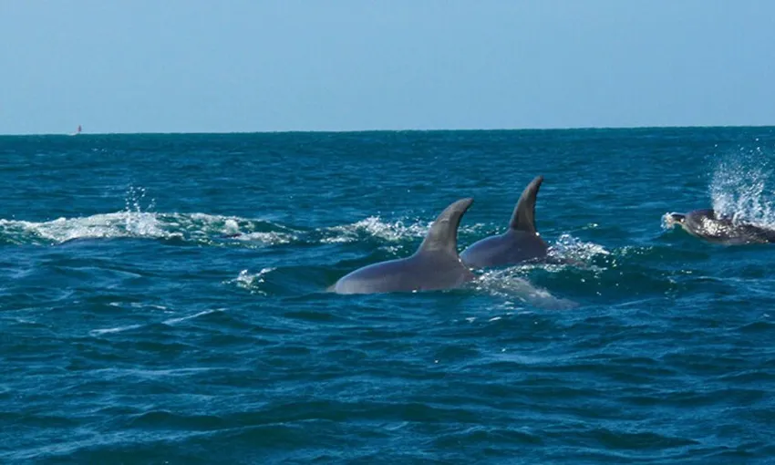 Melbourne Sea Kayaking at Point Nepean Dolphin Sanctuary, 1 Day