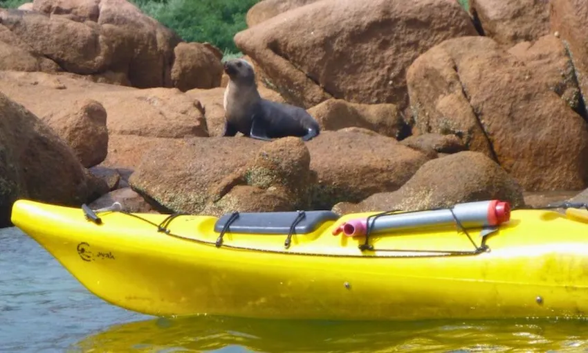 Phillip Island Sea Kayaking Adventure