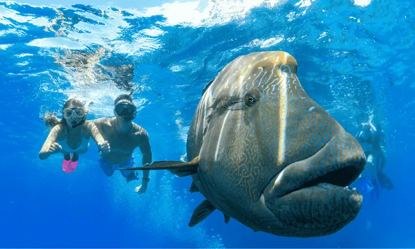 Great Barrier Reef Dive and Snorkel Cruise to 2 Reef Locations
