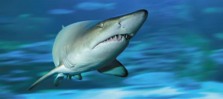 Aquarium of Western Australia Tickets Perth | Experience Oz