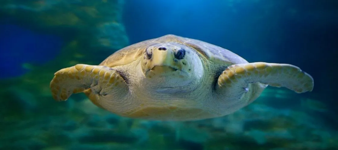 Aquarium of Western Australia Tickets Perth | Experience Oz-4