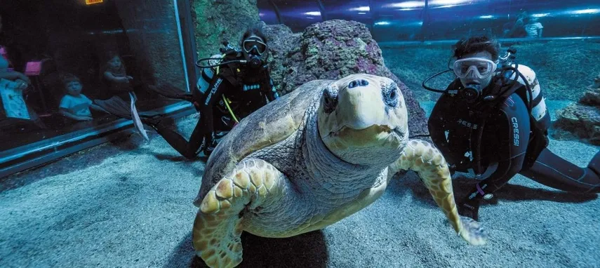 Aquarium of Western Australia Tickets Perth | Experience Oz
